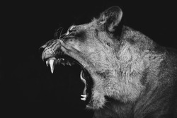 B&W Lion yawning