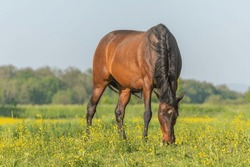 Horse grazing grass in meadow flowering with golden bud in spring.
