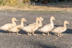 Duck chicks family walking together on farm. Aubrac, France.