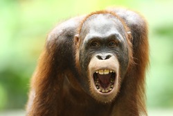 Orang Utan is a type of great ape with long arms and reddish or brown hair, which lives in tropical forests of Indonesia and Malaysia, especially on the islands of Borneo Kalimantan and Sumatra