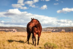 Montana Pryor mountain American Quarter Horse