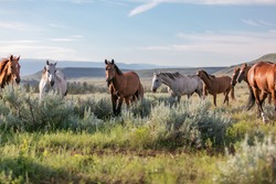 Colorful herd of ranch horses galloping in front of the pryor mountains in Montana. 