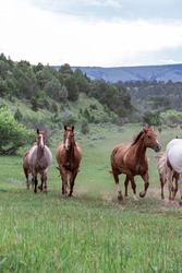 american wild west montana ranch horse herd in pryor mountains 