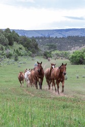 american wild west montana ranch horse herd in pryor mountains 