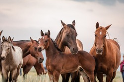 American Quarter horse herd in the dryhead area of Montana in front of the Pryor Mountains near the Wyoming border with the smoke from wildfire in the air.
