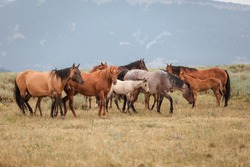 Herd of American Quarter Horses in the Dryhead area of Montana in front of the Pryor Mountains