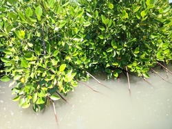 Mangrove trees with tilt-shift roots grow in turbid waters of northern Java Island of Indonesia.