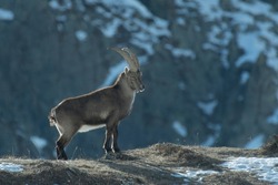 Male alpine ibex (Capra ibex) in an winter alpine meadow with snowy slopes in the background, Alps mountains, Italy.