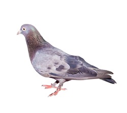 Full body of pigeon bird isolated on white background with clipping path.