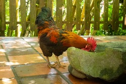Brown Rooster Drinks Water from a Stone Sprue in the the Yard in Amaga, Antioquia, Colombia