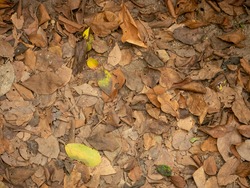 Background of Brown and Orange  Dry Leaves on the Ground in Tayrona Park, Colombia 