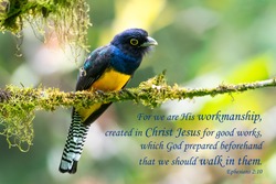 Bible Verses printed on beautiful bird photography.  Inspirational.