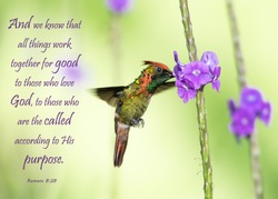 Bible Verses printed on beautiful bird photography.  Inspirational.