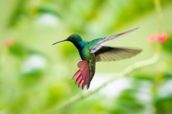 A Black-throated Mango hummingbird hovering with his tail flared and lush foliage blurred in the background.