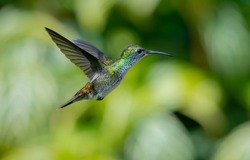 White-chested Emerald hummingbird, Amazilia brevirostris, hovering in a garden with green plants blurred in the background.
