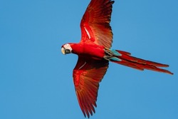 Red and Green Macaw, Ara chloropterus, in flight, soaring in the blue sky with wings spread
