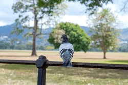 A lone pigeon perched on a metal fence looking back with a park setting blurred in the background.