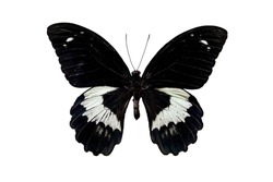 Black and white papilio gambrisius butterfly in the family Papilionidae isolated over a white background. Top view. Flatlay.