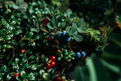 Blueberries and lingonberries on a green bush, macro photography. Wild berry, macro. Wild wild berries on a green background in the forest.