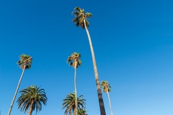 Palm trees rise into the sky in the O'Donnell Gardens in St Kilda in Melbourne, Australia.