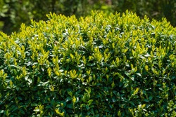 Bright shiny green foliage on bushes of boxwood Buxus sempervirens. Selective focus. Spring in evergreen landscaped garden. Perfect backdrop for any natural theme, fresh wallpapers. 