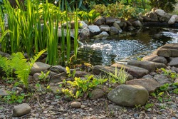 Small garden pond with stone shores and many decorative evergreens. Selective focus. Evergreen spring landscape garden. In foreground ostrich fern. Nature concept for design.