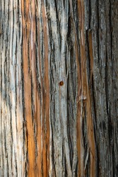 Beautiful texture of multi-colored striped bark of eucalyptus tree. Close-up. Interesting bark of young tree. Sochi Landscape Park near Winter Theater. Fresh wallpaper and nature background concept