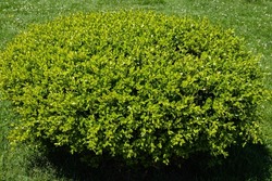 Huge bush of Boxwood Buxus sempervirens or European box with bright shiny young green foliage on blurred green background. Close-up, selective focus. Perfect backdrop for any natural theme. 