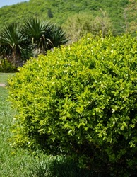 Huge bush of boxwood Buxus sempervirens or European box with bright shiny young green foliage against blurred background of palm trees and mountains. Close-up. Selective focus Arkhipo-Osipovka.