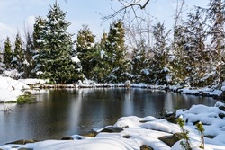 Winter landscape with evergreens on bank of the Beautiful Garden Pond. Blurred foreground. Selective focus. Shore under snow. Pond water is frozen. Blue sky is reflected on the icy surface of pond.