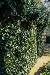 Dark green leaves of common ivy Hedera helix, or European ivy, English ivy, on brick walls of outbuilding. Ivy leaves decorate walls of buildings. Evergreen landscaped garden. Nature for design.