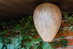 Life hack. Wasp nest decoy of paper in form of elongated ball under roof of economic building. Blurred background. Close-up of false wasp nest. In background is brick wall covered with ivy.