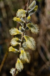 Sprig of willow or goat or purple willow with gray and yellow buds. Inflorescence flowers on a blurred dark background. Popular name is sheluga. Nature concept for design. Texture of  as background.