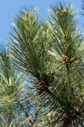 Last year's brown cones on branch of Austrian pine (Pinus 'Nigra') against blue spring sky. Selective focus. Luxurious long needles on pine branch. Nature concept for design. Texture as background