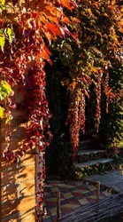 Red, orange and gold leaves of Parthenocissus tricuspidata 'Veitchii' or Boston ivy on walls of country house. Close-up. Grape ivy, Japanese ivy or Japanese creeper adorn walls. Decor and texture