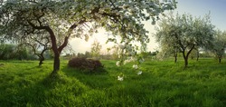 apple orchard, blooming apple tree, fruit trees, white color