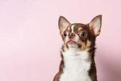 Surprised brown mexican chihuahua dog on pink background. Dog looking to camera. Copy Space
