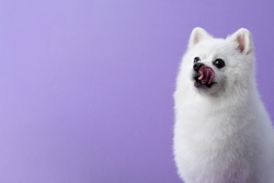 White Pomeranian dog sitting among purple background. Hungry dog licks its lips. Cute little spitz. Place for text. Copy space