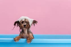 Yorkshire Terrier having bath with foam on head. Sad dog doesn't like bathing. Pet Grooming concept. Copy space