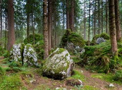 Boulders in the forest at Hintersee, Ramsau near Berchtesgaden, Bavaria, Germany
