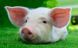Piglet lying on green grass