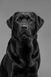 black labrador on gray background