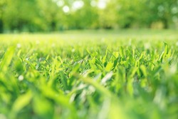 Spring and summer background concept, Close up green grass field with blurred park background and sunlight.
