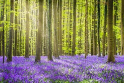 Halle forest near Bruxelles, Belgium during springtime, with bluebells carpet.