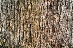 Tree bark texture wallpaper