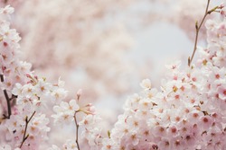 Vintage sweet soft tone of sakura or cherry blossom flower full bloom in spring season.