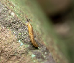A selective focus photo of a slug crawling on a rock.
