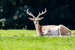 On the lawn lies a rare Persian fallow deer, Dama mesopotamica