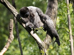 The woolly monkey, Lagothrix lagotricha, sits on a tree and basks in the morning sun.