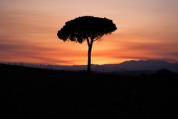 Pine at sunset